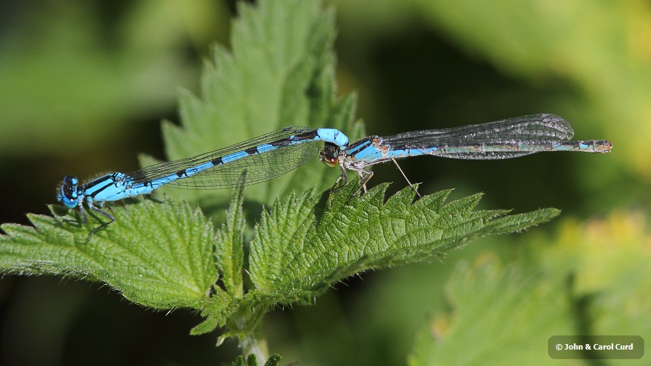 IMG_9627 Enallagma cyathigerum tandem.JPG